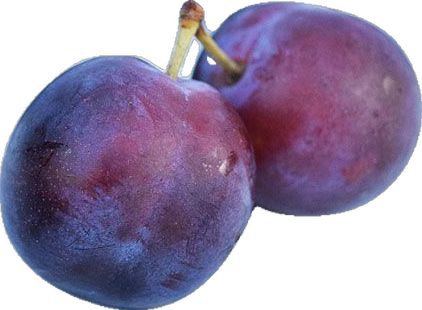 <p>damson ( CN )</p>