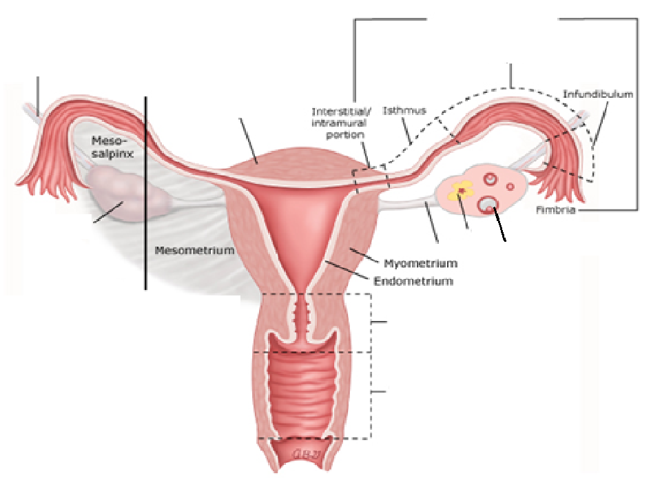 <p>In the diagram of the female reproductive system, label the following:</p><p>a. fundus of the uterus </p><p>b. ovarian ligament</p><p>c. ovarian follicle</p><p>d. oviducts (uterine tube) </p>