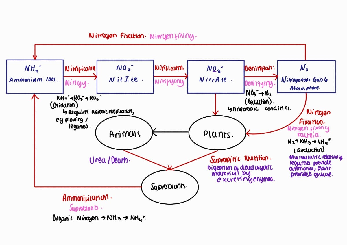 knowt flashcard image