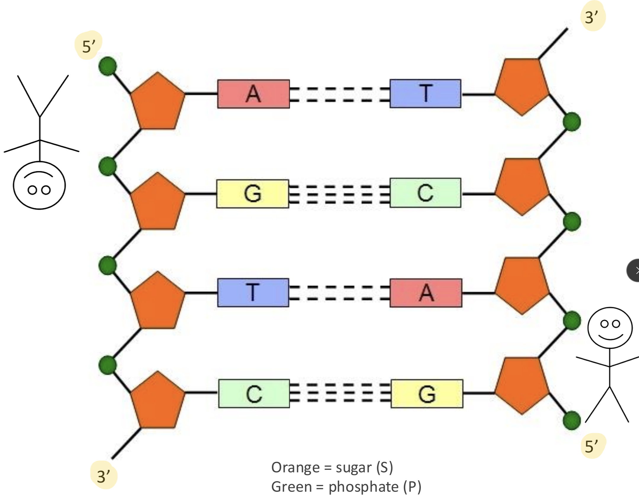 <ul><li><p>Establishes polar strands</p></li><li><p>Read sequence of bases from 5’→ 3</p></li><li><p>Resembles a necklace with beads </p></li><li><p>Two polynucleotide strands align to create complementary pairs (base pairs)</p></li><li><p>Base pairs hang off S-P backbones</p></li><li><p>Each nucleotide pair fits because of antiparallel organization </p></li><li><p>Allows for consistent stacking of base pairs</p></li></ul><p></p>