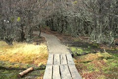<p>trail</p>