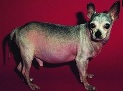 <p>A dog presents with PU/PD, panting, abdominal enlargement, muscle weakness, dermatitis, alopecia symmetrically and bilaterally in the truncal flank, and hyperpigmentation. Thoughts?</p>