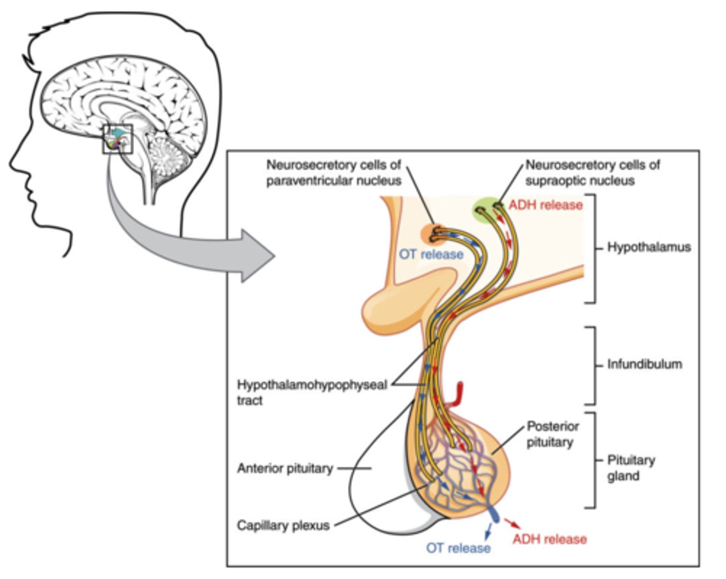 <p>posterior pituitary</p><p>(Note: examples of peptide hormones)</p>