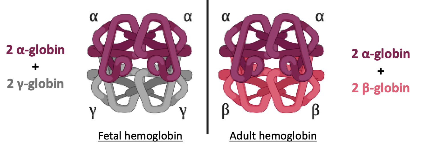 <p>Fetal hemoglobin, which incorporates y-globin instead of B-globin</p>