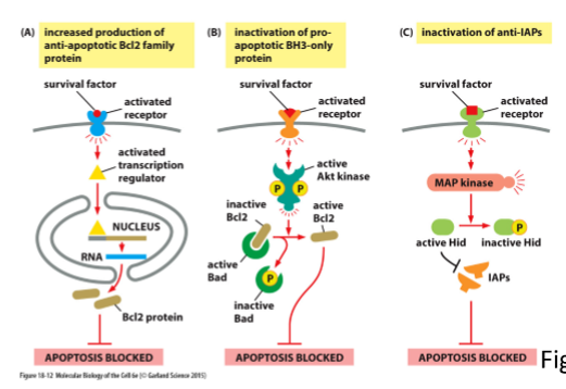 <ul><li><p>Increased production of anti-apoptotic Bcl2 family proteins</p></li><li><p>Inactivation of pro-apoptotic BH3-only protein</p></li><li><p>Inactivation of anti-IAPs (inhibitors of apoptosis)</p></li></ul><p></p>