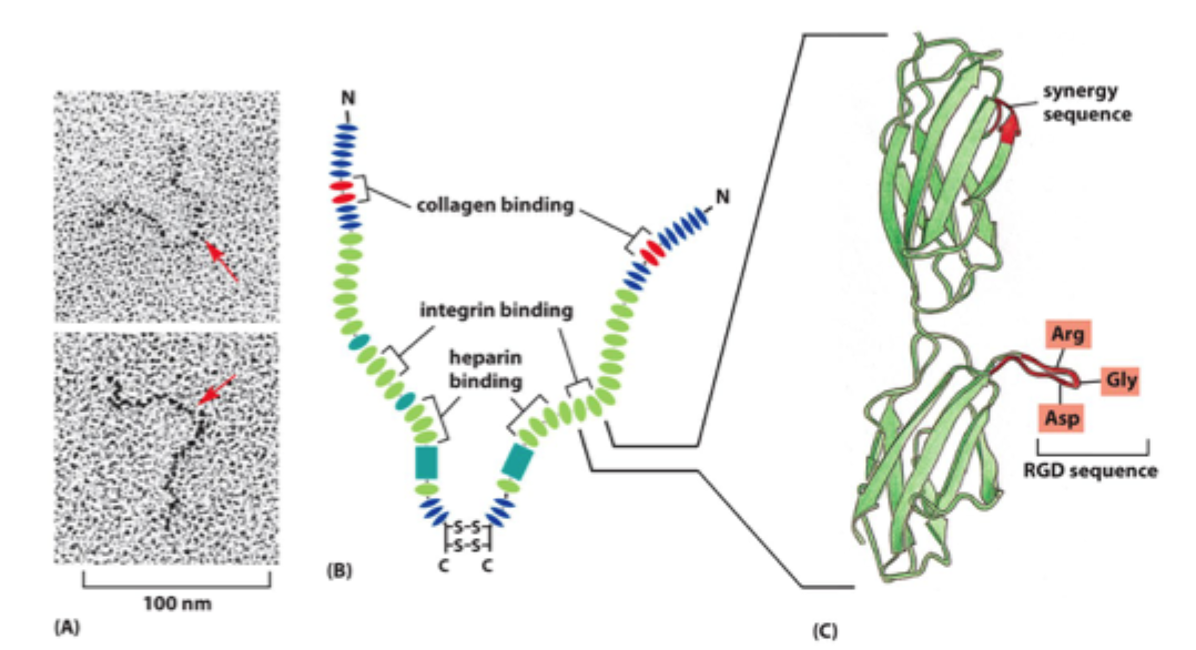 <p>Fx <strong>integriner, kollagen og heparin/heparansulfat</strong>.</p>