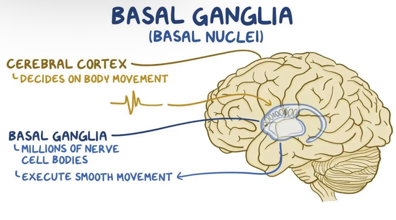<ul><li><p>There are several islands of grey matter, called the basal nuclei, or basal ganglia, buried deep within the white matter of the cerebral hemispheres. </p></li><li><p>Consists of groups of nerve cell bodies.</p></li><li><p>Associated with the control of skeletal muscles. Help in the initiation of desired movements and inhibiting unwanted movements.</p></li></ul><p></p>