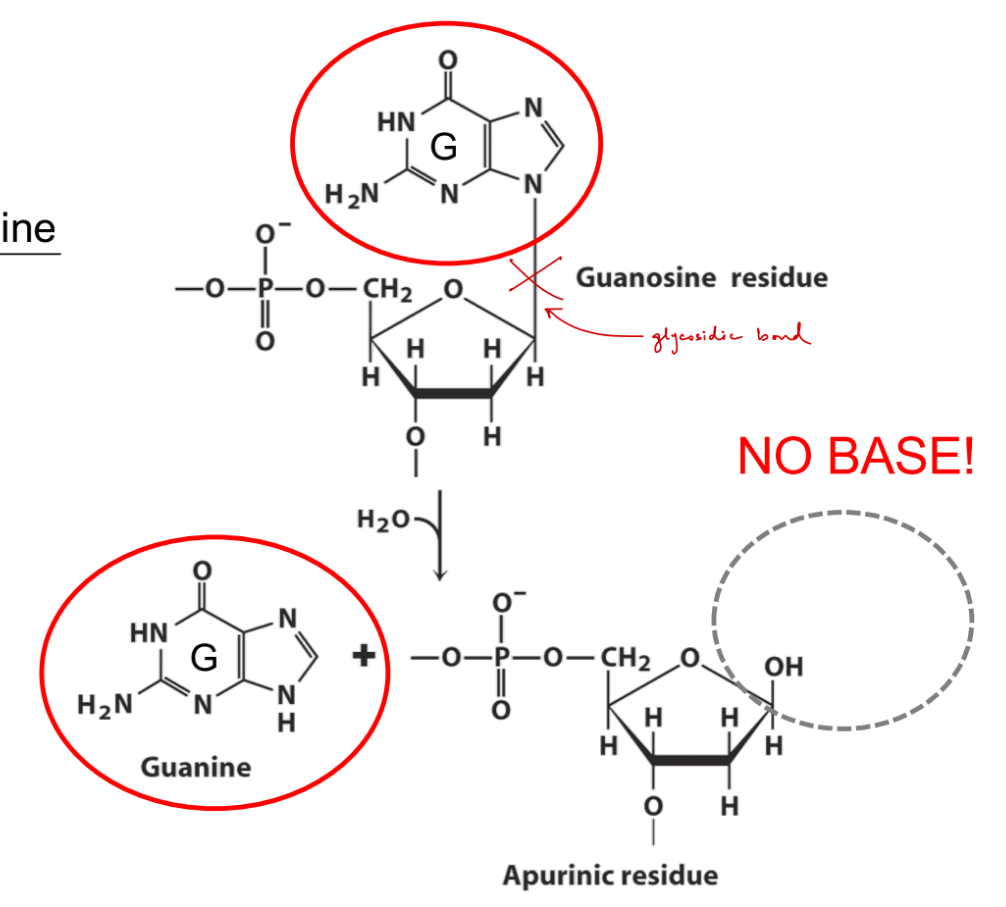 <p>remove entire purine base (adenine, guanine)</p><ul><li><p><strong>cleaves the <u>glycosidic bond</u></strong></p></li></ul><p>_</p><p><strong><u>apurinic </u></strong>— no purine base b/c it has been removed</p><ul><li><p>(NOT apurinic if it has a pyrimidine base)</p></li></ul><p></p>