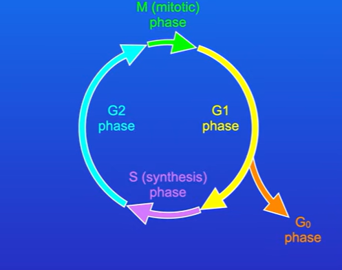 <p>When cells exit cell cycle, it is called G0 phase.</p>