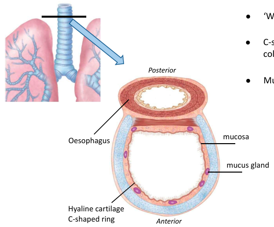 windpipe conducting air to bronchi, supported by C shaped cartilage rings preventing collapse, contains mucociliary escalator