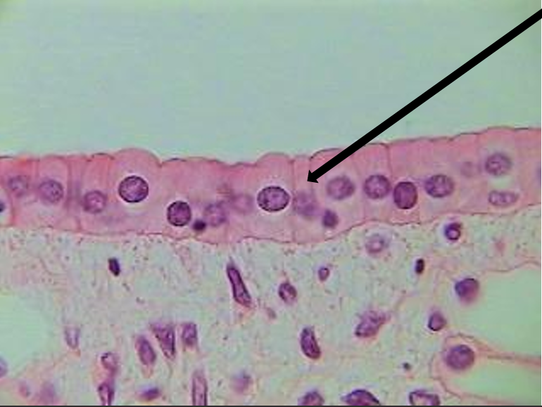 <p>what tissue is this? </p>