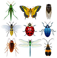 <p>A tiny bug with six legs like an ant or a fly is an _____.</p>