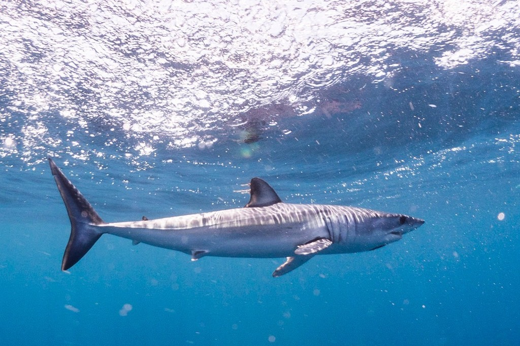 <p></p><ul><li><p><strong><em><u>mako my shark fins bigger (they’re small) </u></em></strong><span style="background-color: transparent;"><strong><em><u>Curled in jaged teeth, protruding, Pointy, fast, aerodynamic </u></em></strong></span></p></li><li><p><span style="background-color: transparent;"><strong><em><u>pointy teeth = needs “mako”-up to glow up lol</u></em></strong></span></p></li></ul><p></p><p></p><ul><li><p><strong>General:</strong> Streamlined long shark, short pectoral, crescent caudal with larger dorsal side</p></li><li><p><strong>Size:</strong> Avg. adult <strong>200–300 cm (79–118 in; 6.6–9.8 ft)</strong>, <strong>60–150 kg (132–330 lb)</strong>;</p><ul><li><p>large adults commonly reach (118–157 in; 9.8–13.1 ft) and (330–660 lb).</p></li></ul></li><li><p><strong>Key IDs:</strong></p><ul><li><p><strong>Very stiff, crescent-shaped (lunate) caudal tail</strong>.</p></li><li><p><strong>Short pectoral fins</strong> (key distinction from many coastal sharks).</p></li><li><p>Pointed, <strong>conical snout.</strong></p></li><li><p>Mirrored tiny anal and 2nd dorsal fins</p></li><li><p>Dark metallic blue dorsally, bright white ventrally.</p></li><li><p>Large, dark eyes.</p></li></ul></li><li><p><strong>Memory cue:</strong> <strong>top heavy crescent tail + short pectoral fins, cone snout</strong></p></li></ul><p></p>