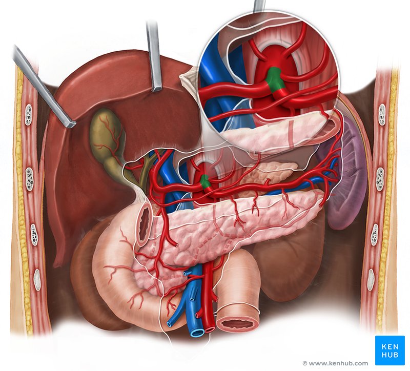 <p>what are the 3 branches of the celiac trunk</p>