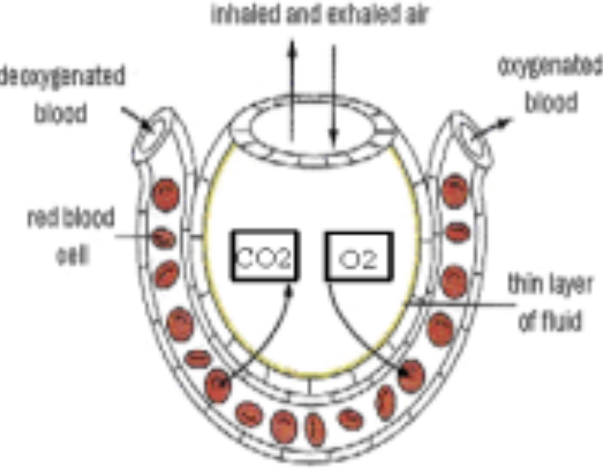 <ul><li><p><span style="background-color: transparent;">It is the site for gas exchange</span></p></li><li><p><span style="background-color: transparent;">&nbsp;Large surface area:</span></p><ul><li><p><span style="background-color: transparent;">There are many spherical shape alveoli</span></p></li></ul></li><li><p><span style="background-color: transparent;">Maintain concentration gradient:</span></p><ul><li><p><span style="background-color: transparent;">Surrounded by rich blood capillaries</span></p></li></ul></li><li><p><span style="background-color: transparent;">Short diffusion distance:</span></p><ul><li><p><span style="background-color: transparent;">Single-cell thick wall of type 1 pneumocytes</span></p></li></ul></li></ul><p></p>