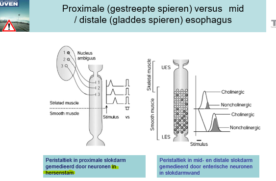 <p><span><em><u>Proximaal:</u></em></span></p><p style="text-align: left;"></p><p style="text-align: left;"><span>Vanuit nucleus ambiguus achtereenvolgens actvatie van verschillende vagale efferente vezels die de spieren zo zullen conraheren dat je een contractiegolf krijgt door het proximale gestreepte gedeelte.</span></p><p style="text-align: left;"></p><p style="text-align: left;"><span>-</span></p><p style="text-align: left;"><span><em><u>Distaal:</u></em></span></p><p style="text-align: left;"></p><p style="text-align: left;"><span>Peristaltische golf door enterische zenuwen na input vanuit de n. Vagus.</span></p><p style="text-align: left;"><span>We hebben cholinerge en non-colinerge (inhibitoire) input.</span></p><p style="text-align: left;"></p><p style="text-align: left;"><span><strong><em>Inhibitoire input is distaal hoger omdat dit deel langer moet relaxeren om de bolus te kunnen ontvangen.</em></strong></span></p>