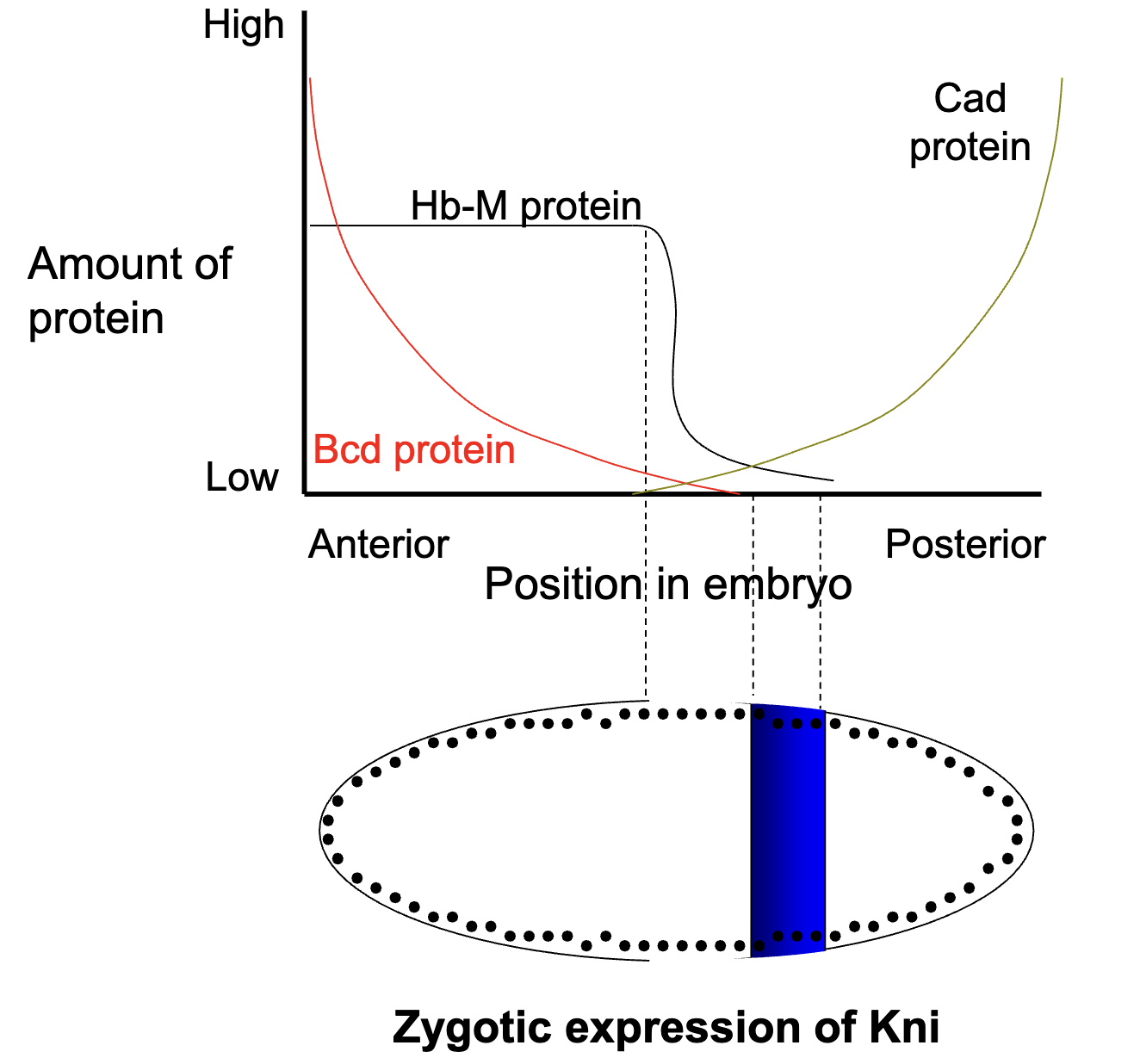 <ul><li><p>specific concentrations of maternal Bcd, Hb and Cad protein activates or represses the expression of specific gap genes</p></li><li><p>Bcd protein <strong>INHIBITS</strong> kni+ expression</p></li><li><p>low levels of Cad and Hb <strong>ACTIVATES</strong> kni+ expression</p></li><li><p>Figure: where we expect Kni+ to be expression (where Bcd is absent but Cad and Hb are present)</p></li></ul><p></p>