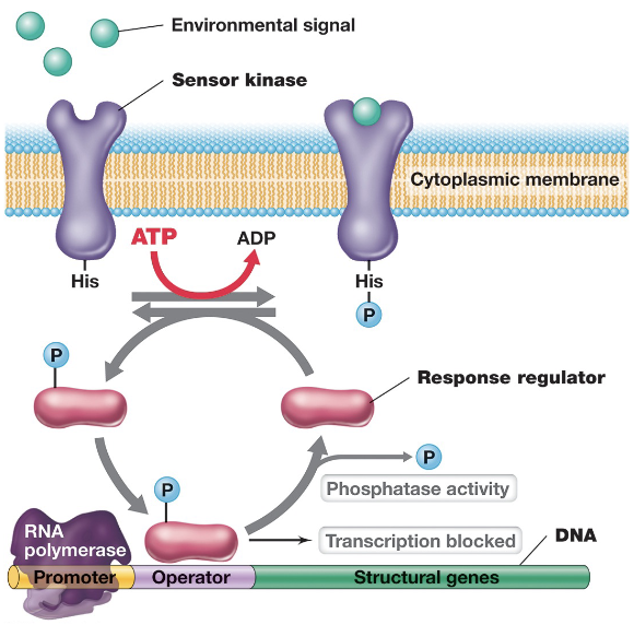 <ul><li><p>This system is used by prokaryotic cells to respond to external signals that cannot directly enter the cell, and consists of two main components: a sensor kinase, and a response regulator</p></li><li><p>The sensor kinase is a transmembrane histidine kinase that detects an environmental signal, and upon activation, autophosphorylates using ATP on a histidine residue</p></li><li><p>The phosphoryl group is then transferred to the response regulator which is a transcription factor that becomes active when phosphorylated; alters gene expression accordingly</p></li><li><p>A phosphatase activity (either intrinsic or separate) can remove the phosphate group from the response regulator, resetting the system and terminating the response</p></li></ul><p></p>