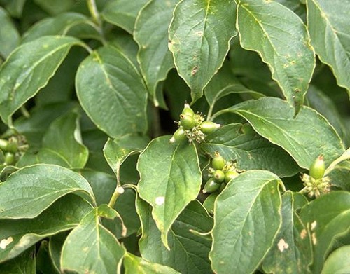 <p>ovate, entire, wavy, underside paler and finely hairy, opposite arrangement</p>