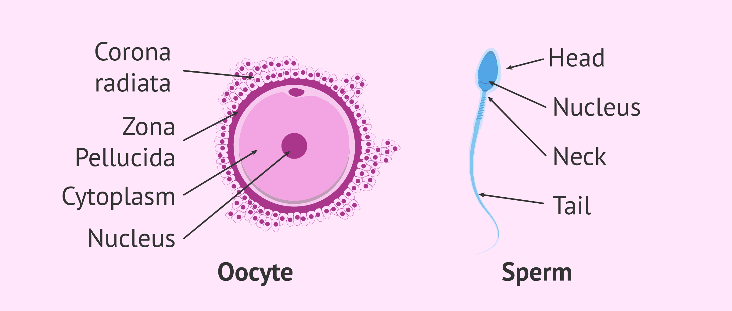<p>Gametes</p>