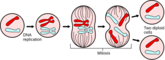 <p>long; mitosis/meiosis</p><p>(mitosis for somatic cells and meiosis to make gametes)</p>