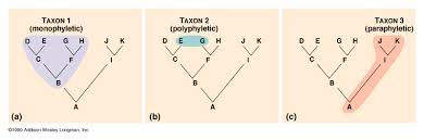<p>Monophyletic: Most recent common ancestor and ALL of its descendants</p><p>Paraphyletic: Most recent common ancestor but excludes SOME of descendants</p><p>Polyphyletic: A group that NOT include most recent common ancestor</p><p>-any group at any level can be referred to as a taxon</p>
