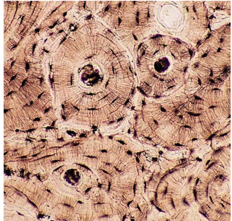 <p>What is this </p><p>What is its function</p><p> what is the functional unit of this tissue</p>