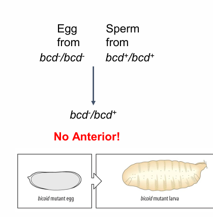 <p>no anterior- headless</p>