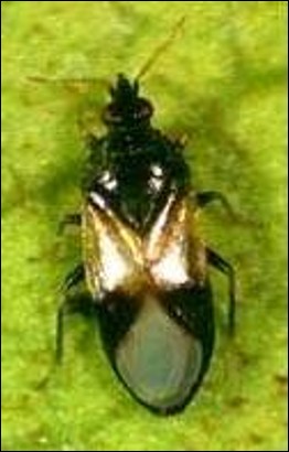 <p>Identify the order</p>