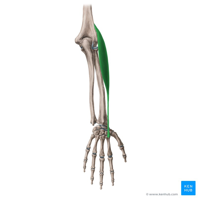 <p>What Muscle?</p>