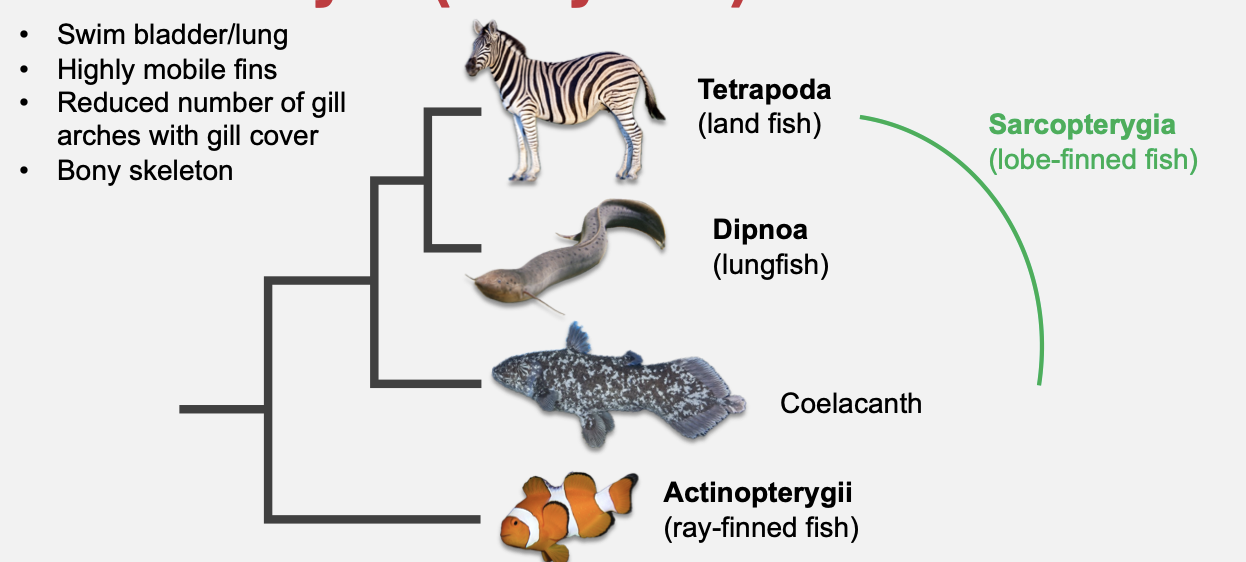 <ul><li><p class="Paragraph SCXO212711262 BCX4" style="text-align: left;"><span style="background-color: inherit; line-height: 19.55px; color: windowtext;">Bony fish</span><span style="line-height: 19.55px; color: windowtext;">&nbsp;</span></p></li><li><p class="Paragraph SCXO212711262 BCX4" style="text-align: left;"><span style="background-color: inherit; line-height: 19.55px; color: windowtext;">Distinguishing characteristics from cartilaginous fish</span><span style="line-height: 19.55px; color: windowtext;">&nbsp;</span></p><ul><li><p class="Paragraph SCXO212711262 BCX4" style="text-align: left;"><span style="background-color: inherit; line-height: 19.55px; color: windowtext;">Swim bladder/lung</span><span style="line-height: 19.55px; color: windowtext;">&nbsp;</span></p></li><li><p class="Paragraph SCXO212711262 BCX4" style="text-align: left;"><span style="background-color: inherit; line-height: 19.55px; color: windowtext;">Highly mobile fins</span><span style="line-height: 19.55px; color: windowtext;">&nbsp;</span></p></li><li><p class="Paragraph SCXO212711262 BCX4" style="text-align: left;"><span style="background-color: inherit; line-height: 19.55px; color: windowtext;">Reduced number of gill arches with gill cover</span><span style="line-height: 19.55px; color: windowtext;">&nbsp;</span></p></li><li><p class="Paragraph SCXO212711262 BCX4" style="text-align: left;"><span style="background-color: inherit; line-height: 19.55px; color: windowtext;">Bony skeleton</span><span style="line-height: 19.55px; color: windowtext;">&nbsp;</span></p></li></ul></li></ul><p></p>