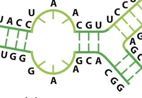 <p>what secondary structure element is this? </p>