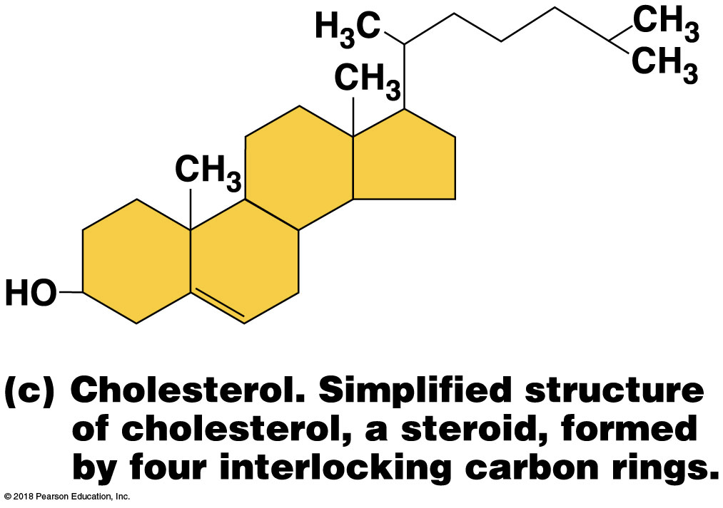 <p>Most important steroid. Bile salts are a by product from this, which are required for fat digestion and absorptoin</p>