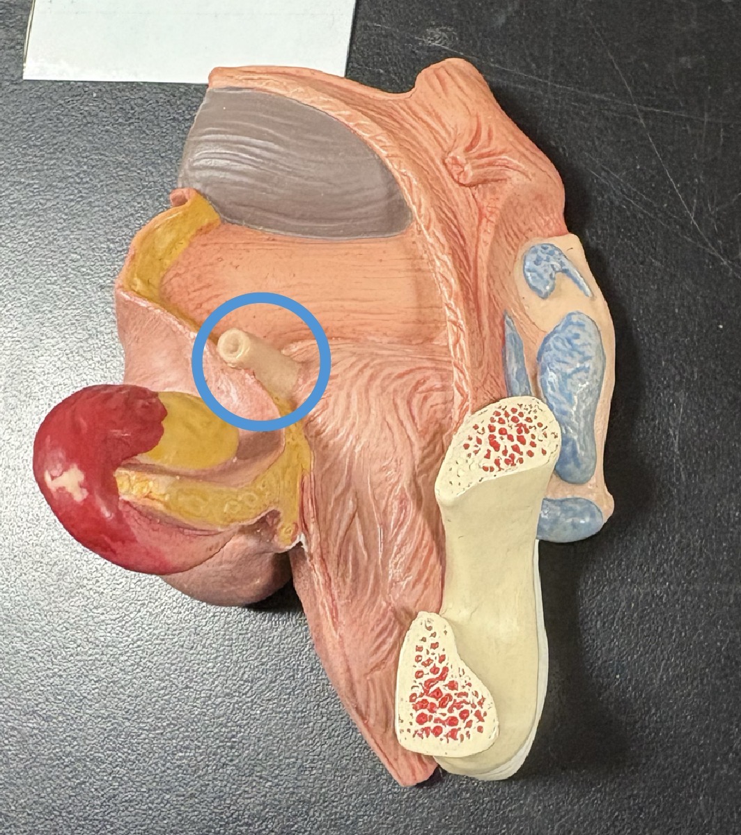 <p>connects ovaries to uterus </p>