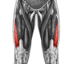 <p>Outer thigh muscle between the greater trochanter and the knee.</p>