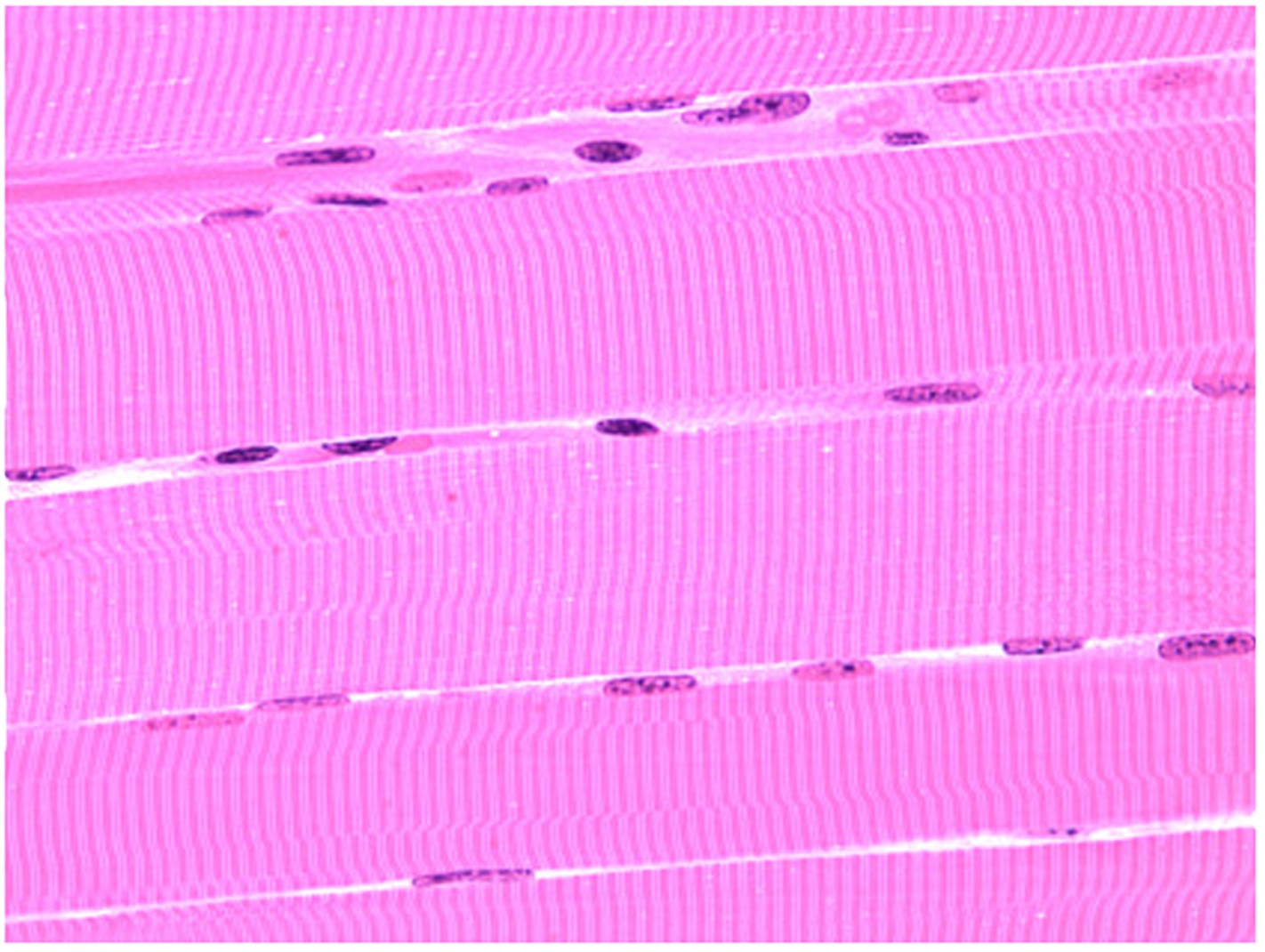 <p>What tissue is shown in this image?</p>