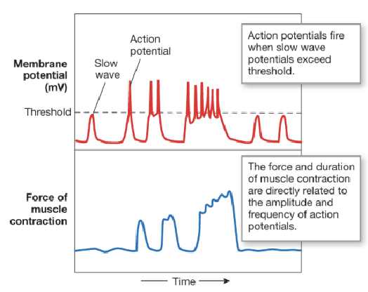 <ul><li><p>The enteric nervous system and GI hormones modulate slow waves by increasing likelihood they reach threshold</p></li><li><p>The frequency of slow waves is called the basic electrical rhythm (BER) and ranges from 3-12 waves per minute (varies by region - 3 wave/min in stomach and 12 waves/min in duodenum)</p></li><li><p>An increase in frequency of APs leads to longer-lasting and more forceful contractions</p></li></ul><p></p>