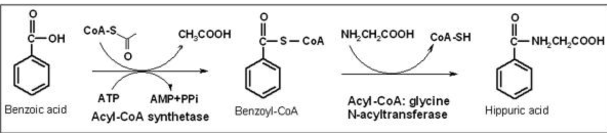 <p><span style="color: rgb(255, 255, 255);"> the conjugation involves initial formation of a benzoyl acyl-CoA thioester that is then conjugated with glycine. this is done with benzoic acid.</span></p>