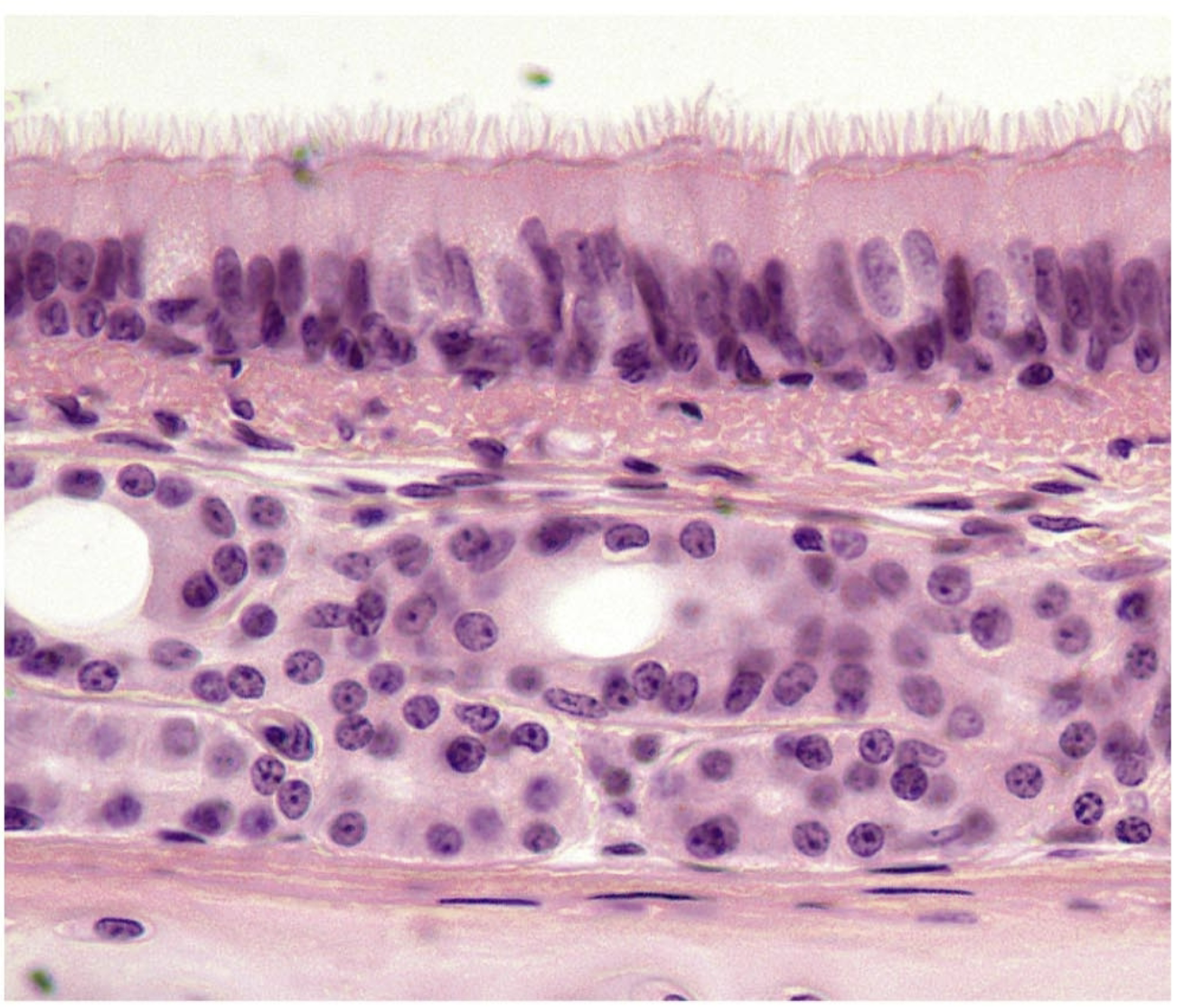 <p>what tissue is this</p>