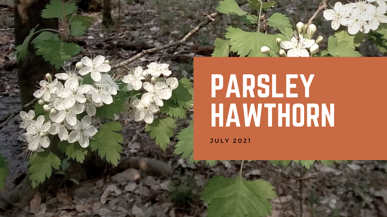 <p>Rosaceae, Crataegus marshallii, small deeply lobed leaves resembling parsley, orange to light brown bark, has thorns</p>