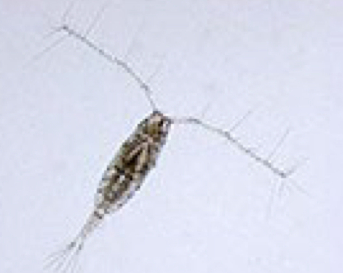 <p>primary consumers </p><p>consists of all heterotrophic plankton (<em>heterotroph is an organism that cannot produce its own food) </em></p><p><span>come as eukaryotic protists (ex. Radiolaria) or eukaryotic animals (jellyfish or krill)</span></p><p><span>Copepods (animal zooplankton) are the most abundant (by mass) in the ocean</span></p>