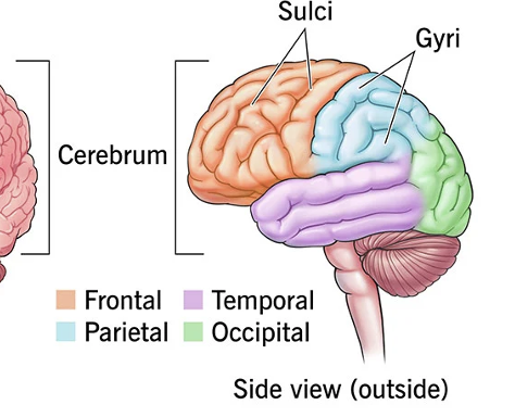 <p>Frontal lobe, parietal, occipital, and temporal lobes. </p>