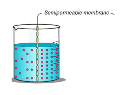 <p>Imagine a semipermeable membrane that can</p><p>allow osmosis to occur. What will happen?</p><p>A) Water will move left to right</p><p>B) Water will move right to left</p><p>C) Red particles will move left to right</p><p>D) Red particles will move right to left</p>