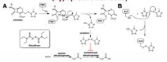 <p>its side chain produces a metabolite that inhibits aldehyde dehydrogenase, causing acetaldehyde accumulation</p>