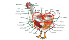 <p>main body cavity- NO DIAPHRAGM</p>