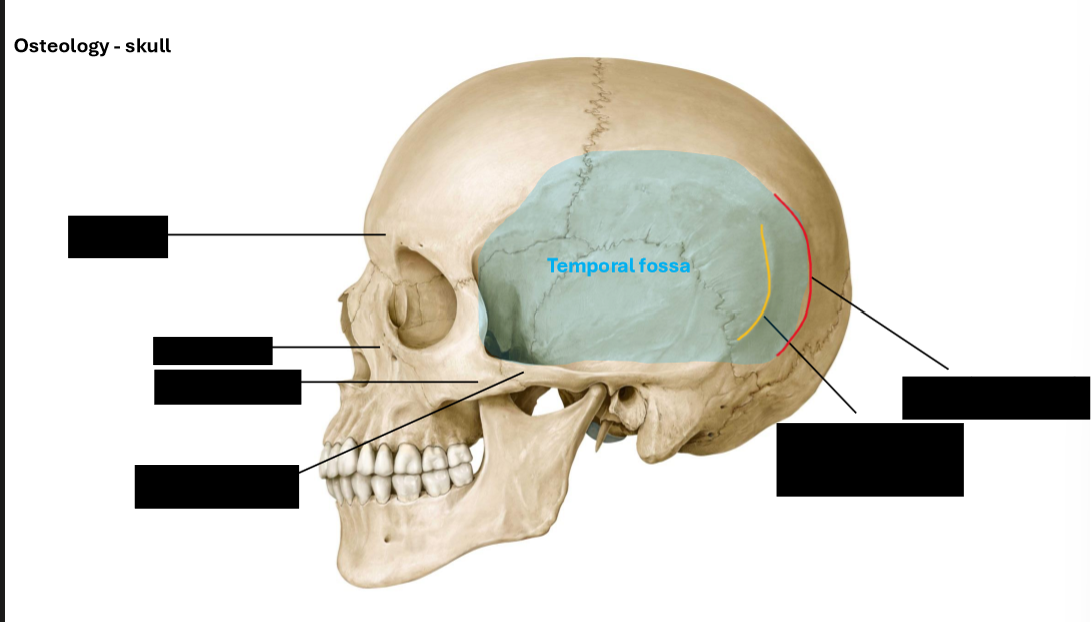 <p>Label the osteology of the skull </p>