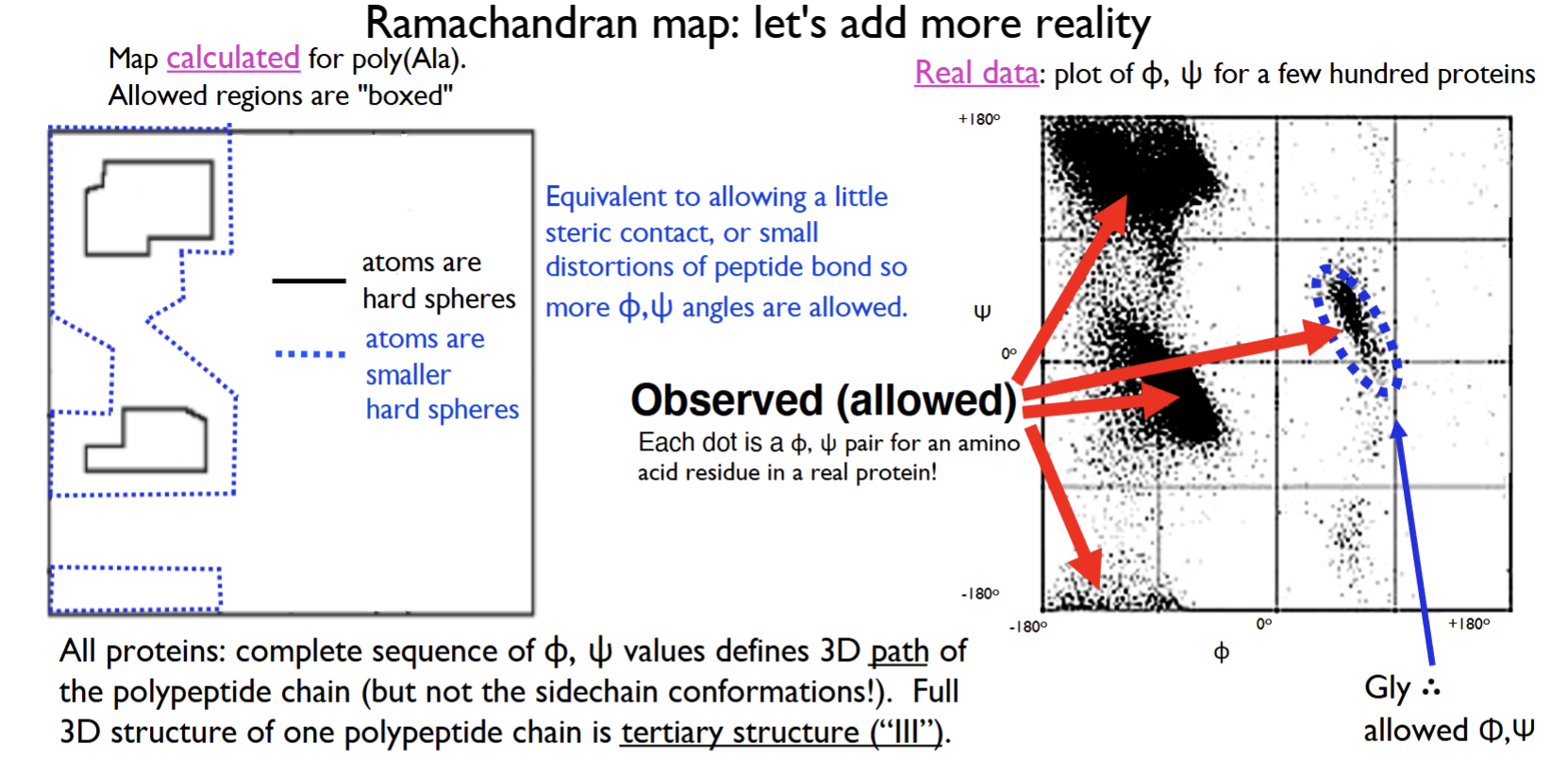 <p>Calculated Ramachandran Plot provides an estimate for the allowed regions (theoretical modeling based on steric constraints) while “real protein” Ramachandran Plot provides the actual, empirical database plotting of ɸ, Ѱ value combinations for a few 100 proteins. </p><p>Calculated: shaded region is forbidden </p><p>Real data: shaded region is where you find the protein</p><p></p>