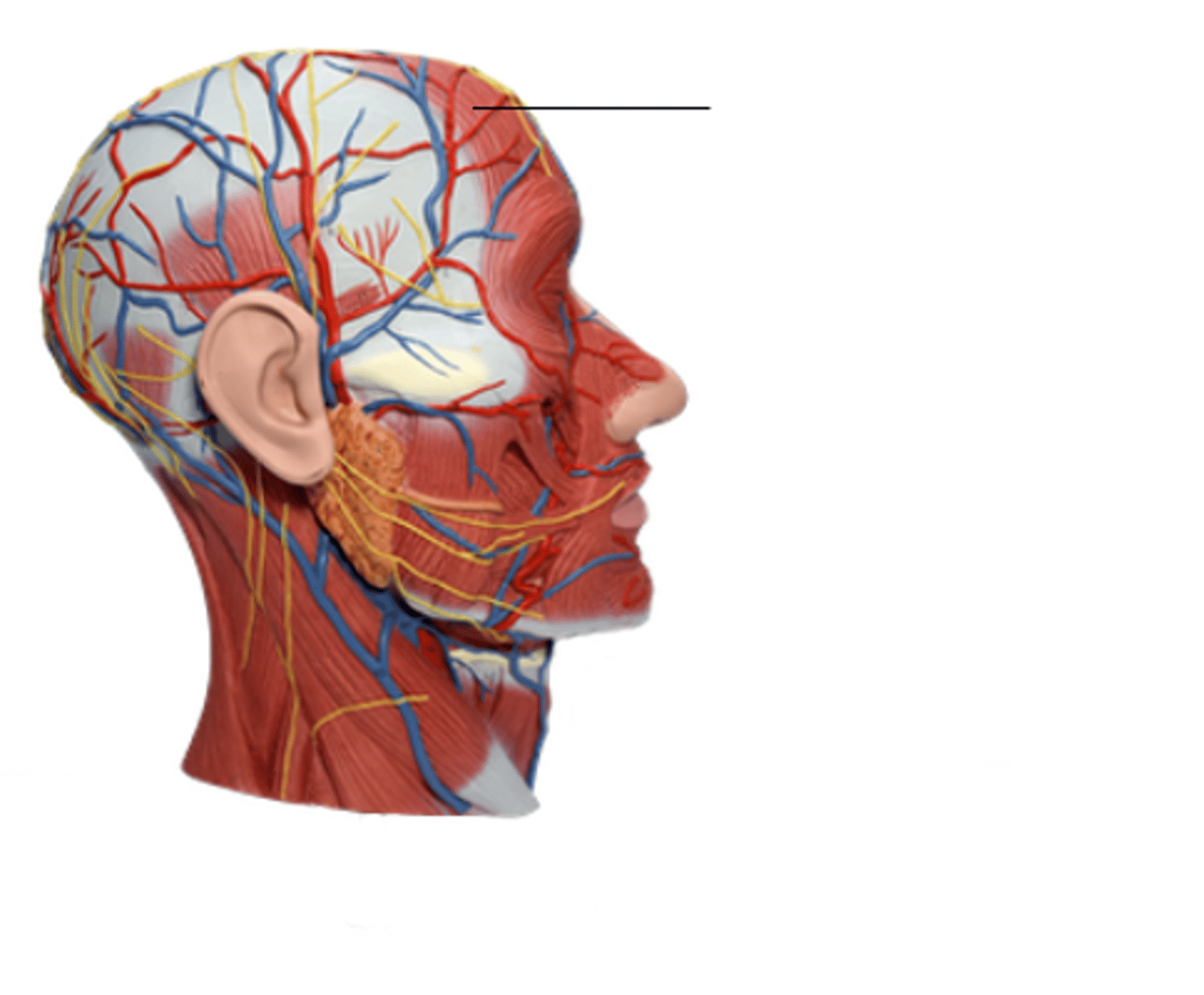 <p>Location: Muscle at the anterior of the skull</p><p>Action: Elevates eyebrows</p>