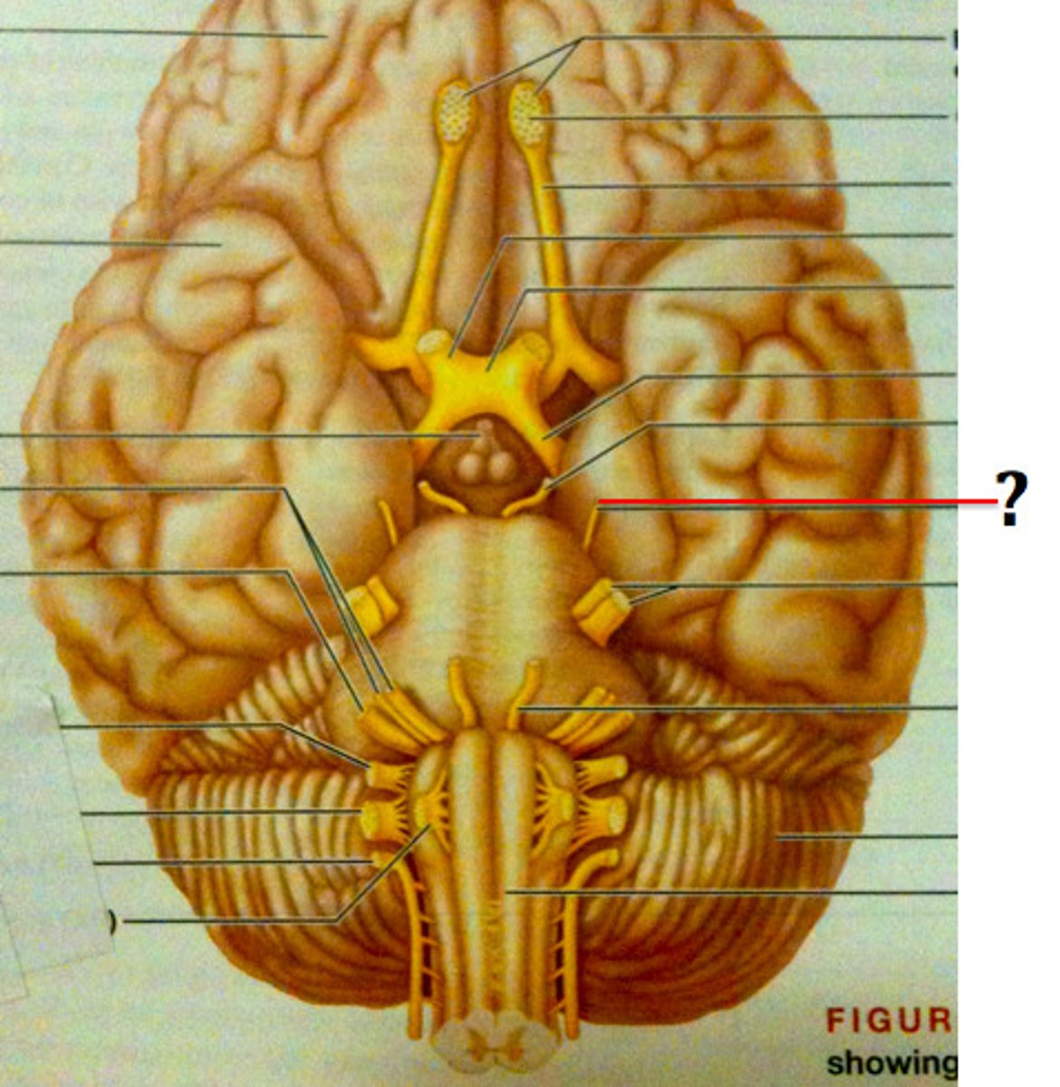 <p>Function: Motor-Lateral (side to side) eye movement</p><p>Exit: Superior orbital fissure</p>