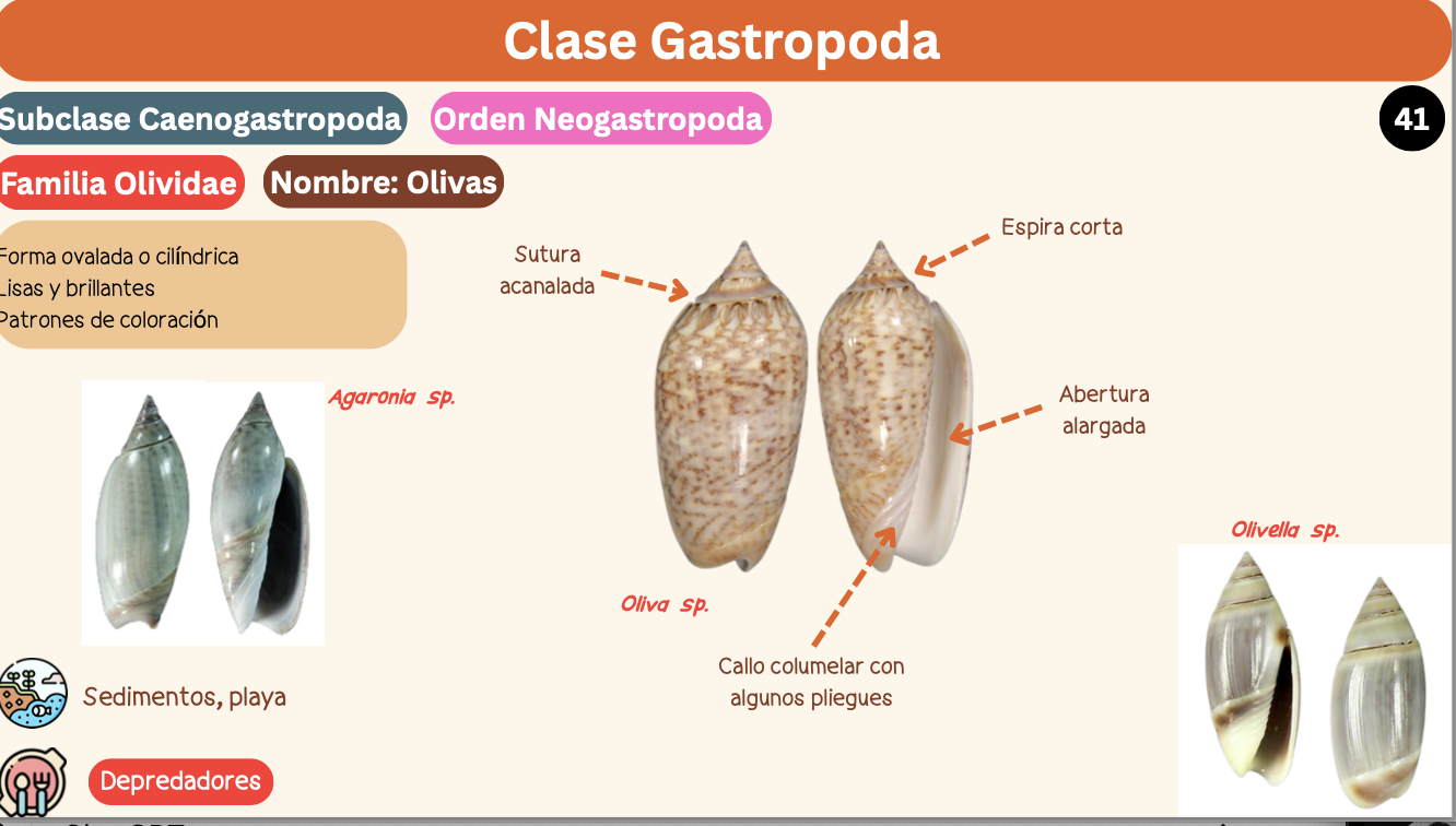 <p><strong>FILO </strong>Mollusca<strong><br>CLASE </strong>Gastropoda<br><strong>SUBCLASE </strong>Caenogastropoda<br><strong>ORDEN </strong>Neogastropoda<br><strong>FAMILIA </strong>Olividae<br><strong>GÉNERO </strong><em><u>Oliva sp</u></em><strong><br>CARACTERÍSTICAS</strong><br><strong>RÁDULA </strong>Raquiglosa<strong><br>ALIMENTACIÓN </strong>Depredadores<strong><br>HÁBITAT</strong> Sedimentos, playa</p>
